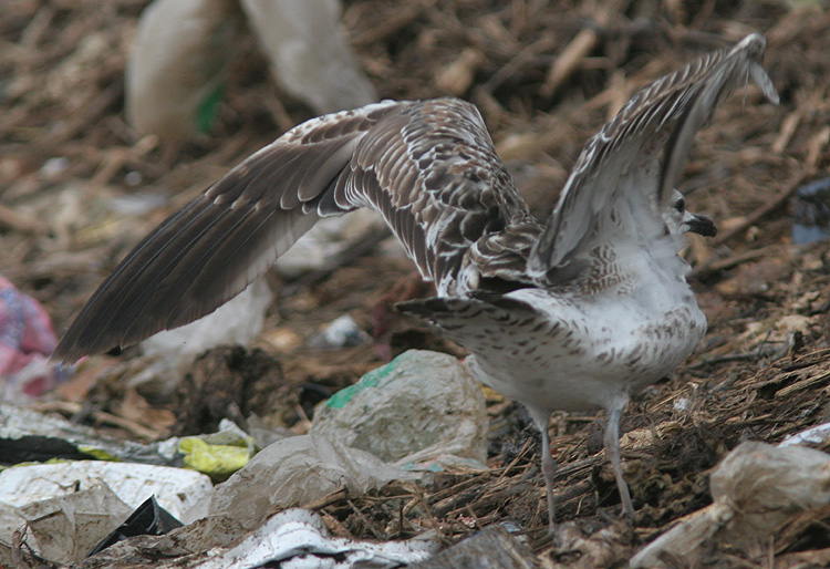 Larus fuscus of unknown subspecies