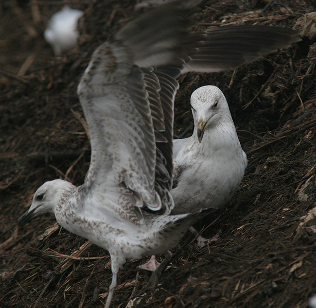 Larus fuscus of unknown subspecies