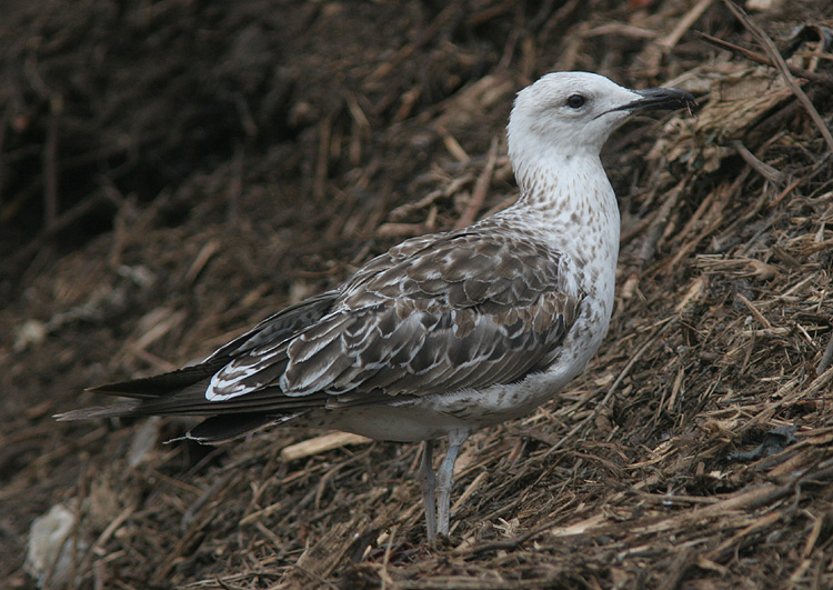 Larus fuscus of unknown subspecies