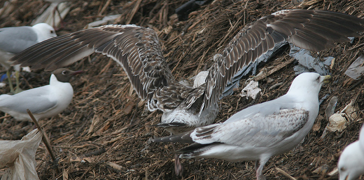 Larus fuscus of unknown subspecies