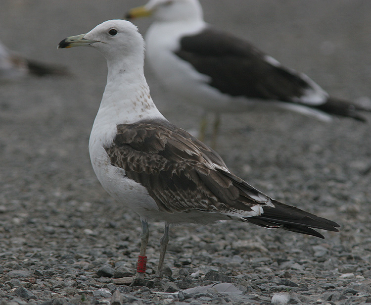 Larus fuscus