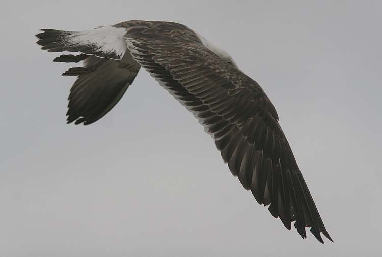 Larus fuscus