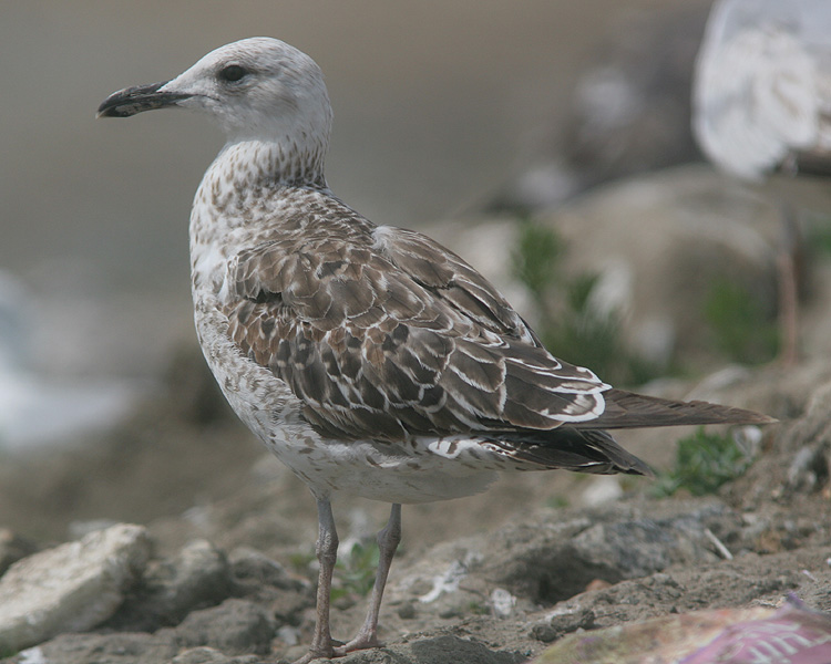 Larus fuscus of unknown subspecies