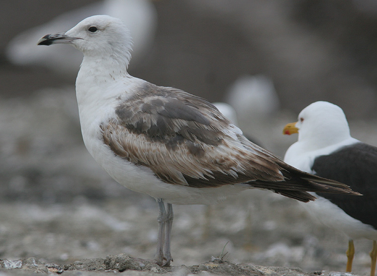 Larus (f.) heuglini