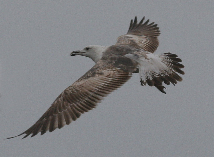 Larus (f.) heuglini