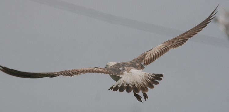 Larus (f.) heuglini