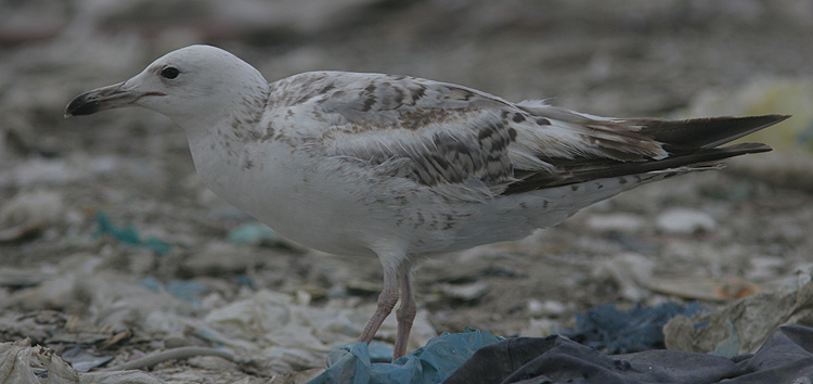 Larus cachinnans