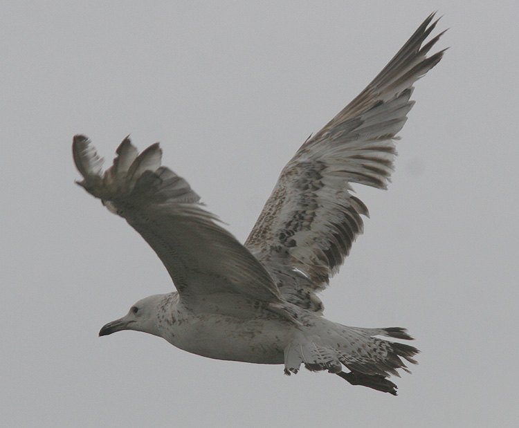 Larus cachinnans