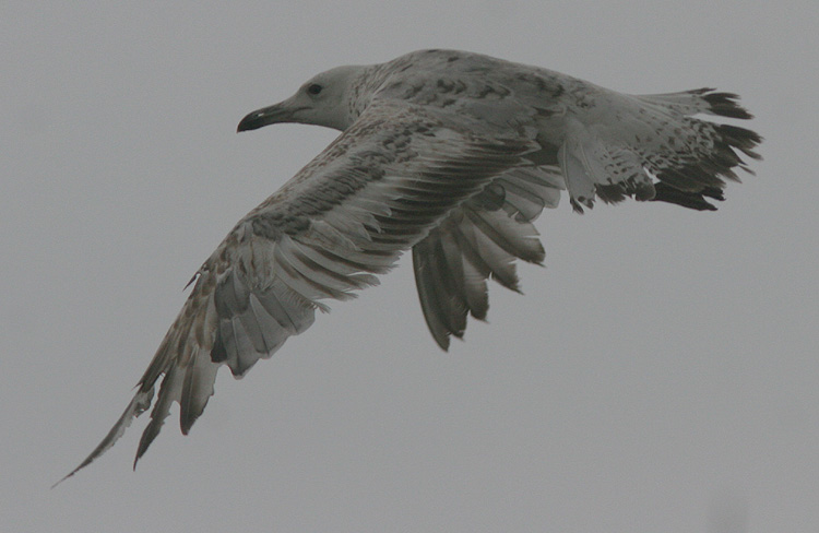 Larus cachinnans