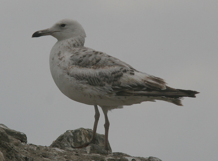Larus cachinnans