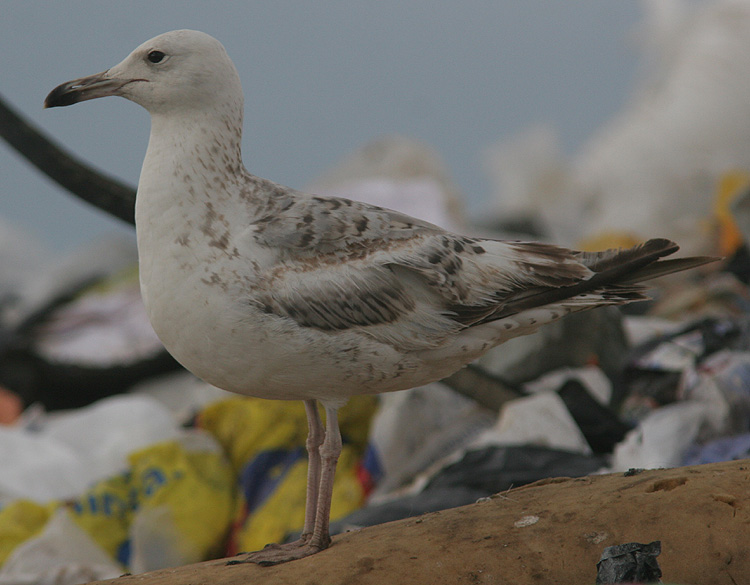 Larus cachinnans