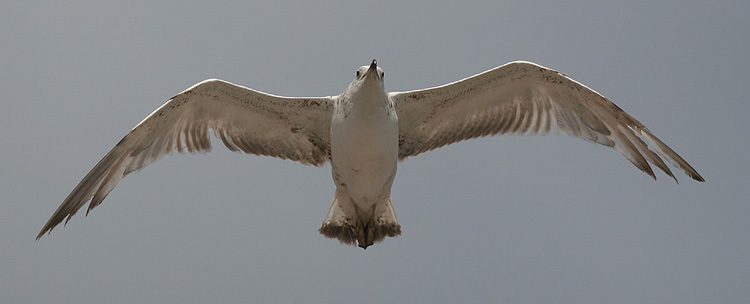 Larus cachinnans