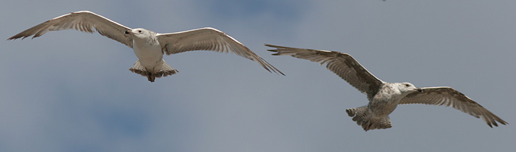 Larus cachinnans
