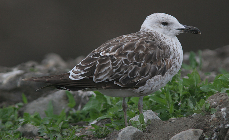 Larus fuscus of unknown subspecies