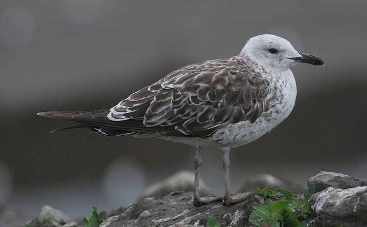 Larus fuscus of unknown subspecies