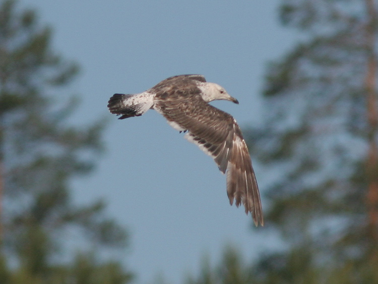 Larus fuscus