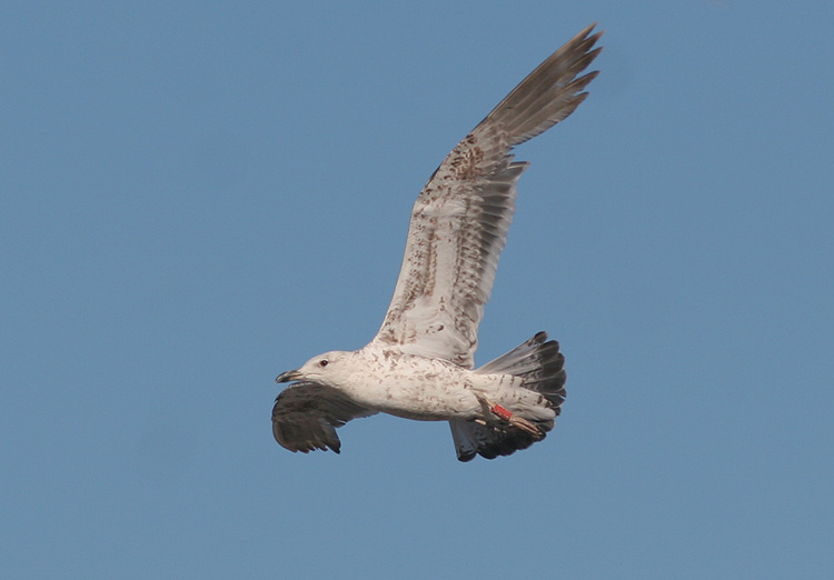 Larus fuscus