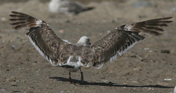 Larus fuscus