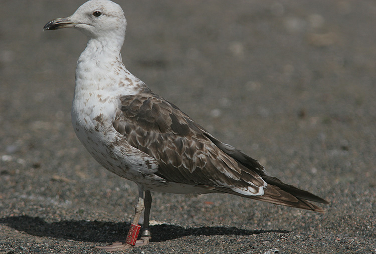 Larus fuscus