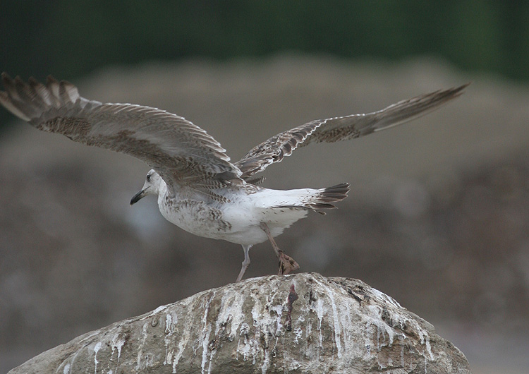 Larus fuscus