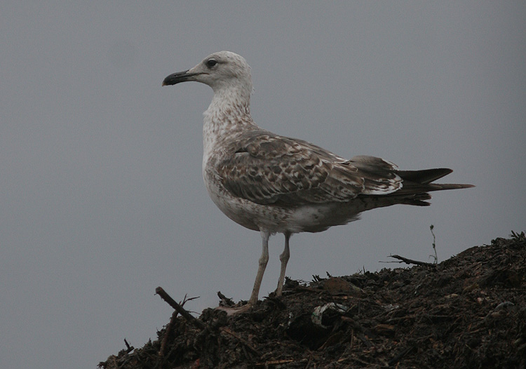 Larus fuscus