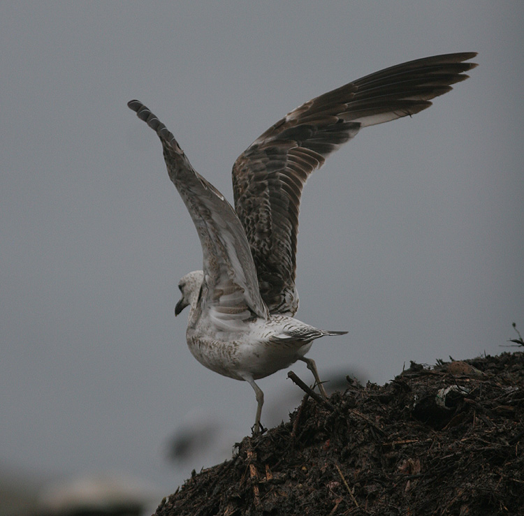 Larus fuscus