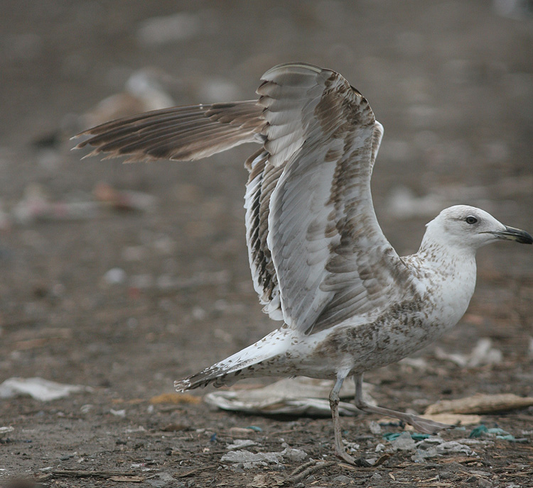 Larus fuscus