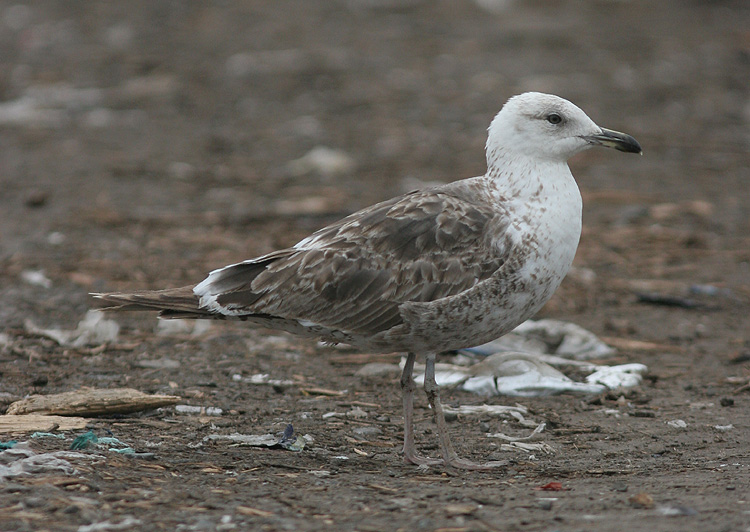 Larus fuscus