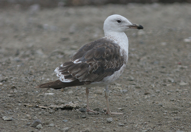 Larus fuscus