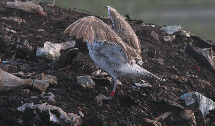 Larus fuscus