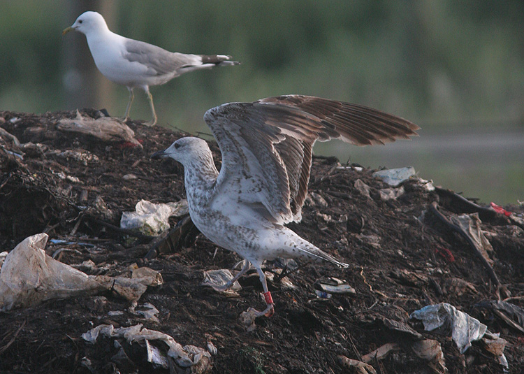 Larus fuscus