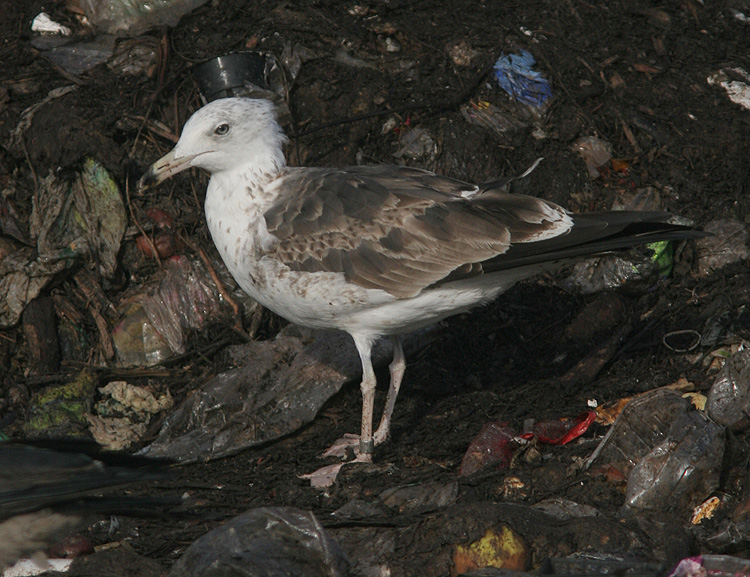 Larus fuscus