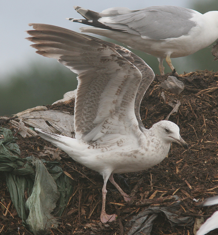 Larus (f.) heuglini