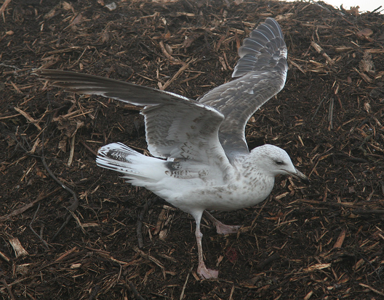 Larus (f.) heuglini