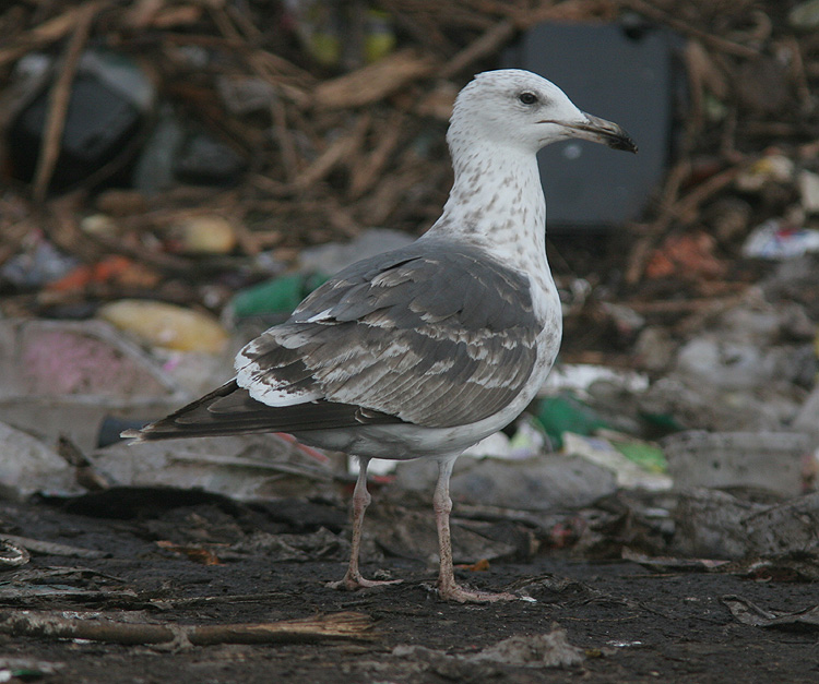 Larus (f.) heuglini