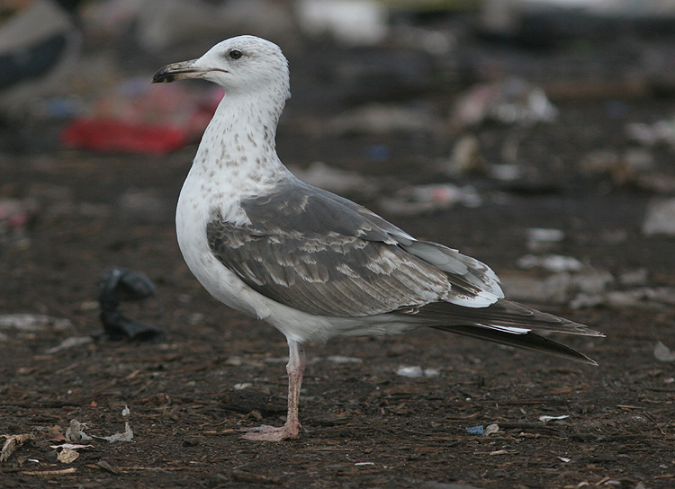 Larus (f.) heuglini
