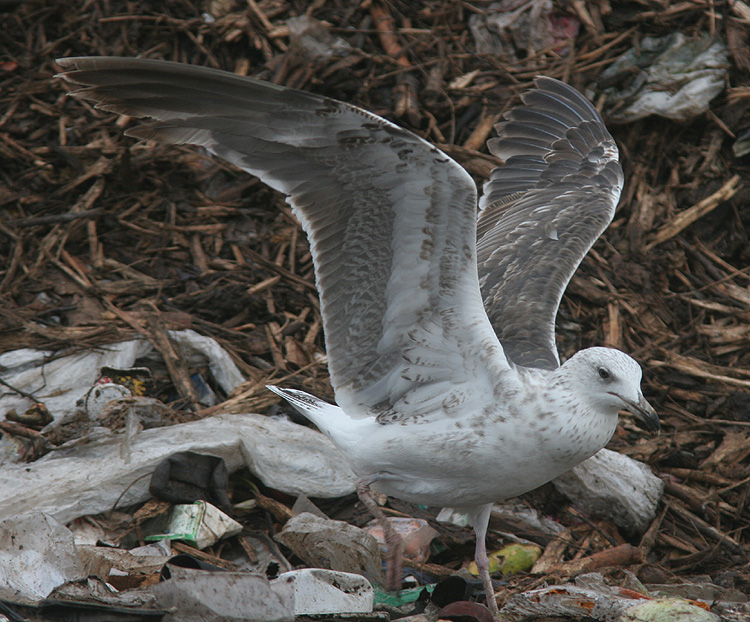 Larus (f.) heuglini