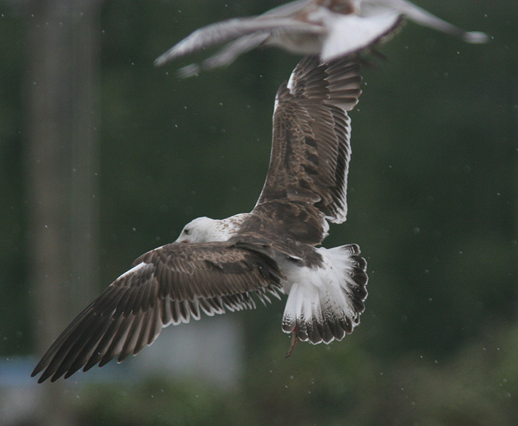 Larus fuscus