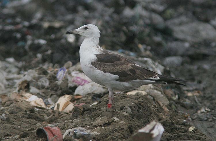 Larus fuscus