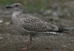 Larus argentatus