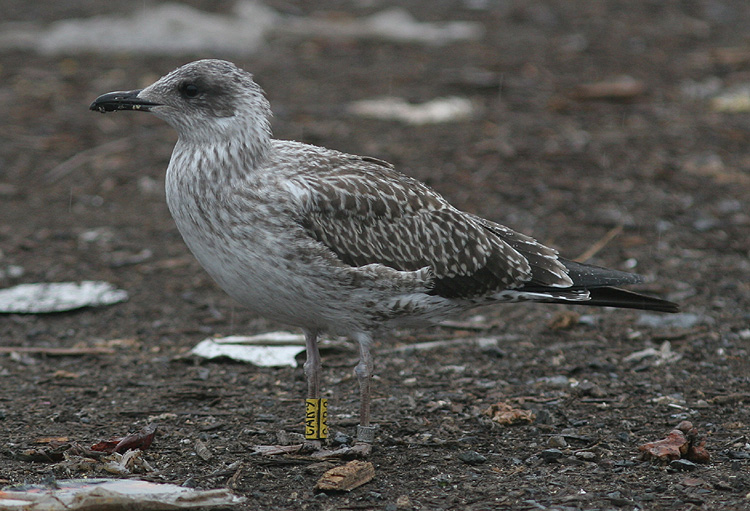 Larus fuscus