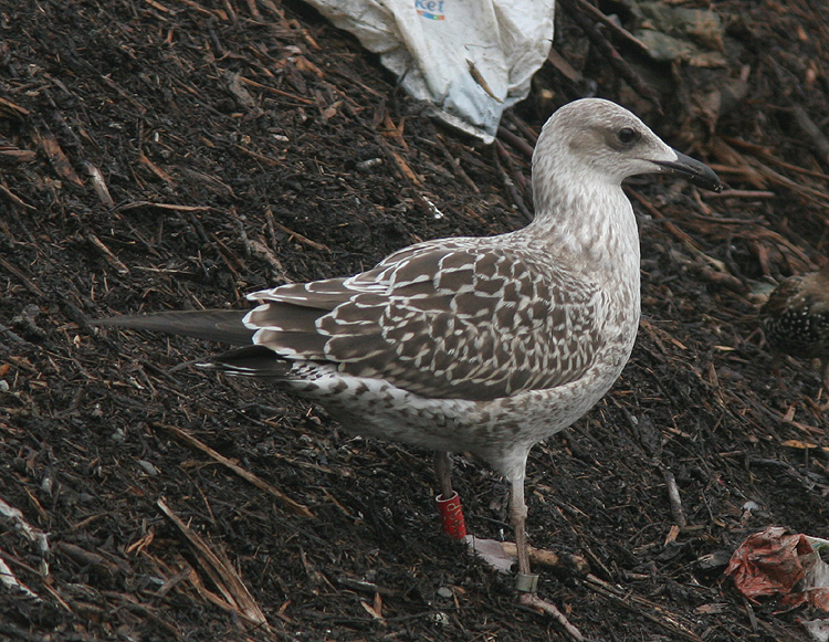 Larus fuscus
