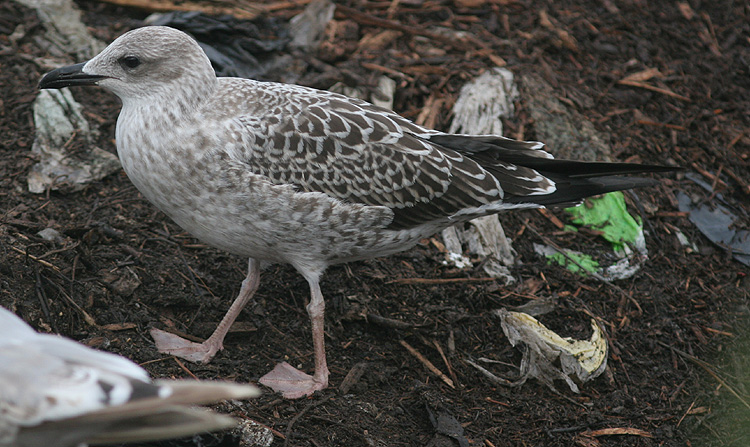 Larus fuscus