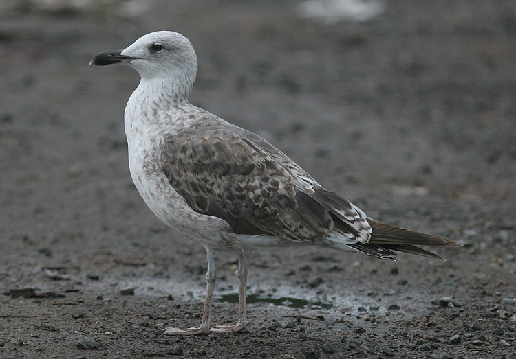 Larus fuscus