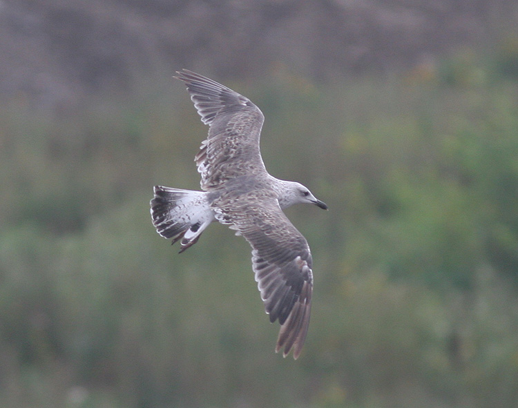 Larus fuscus