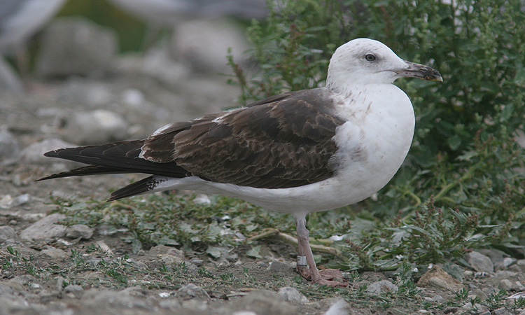 Larus fuscus