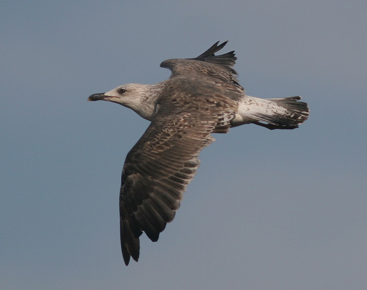 Larus fuscus