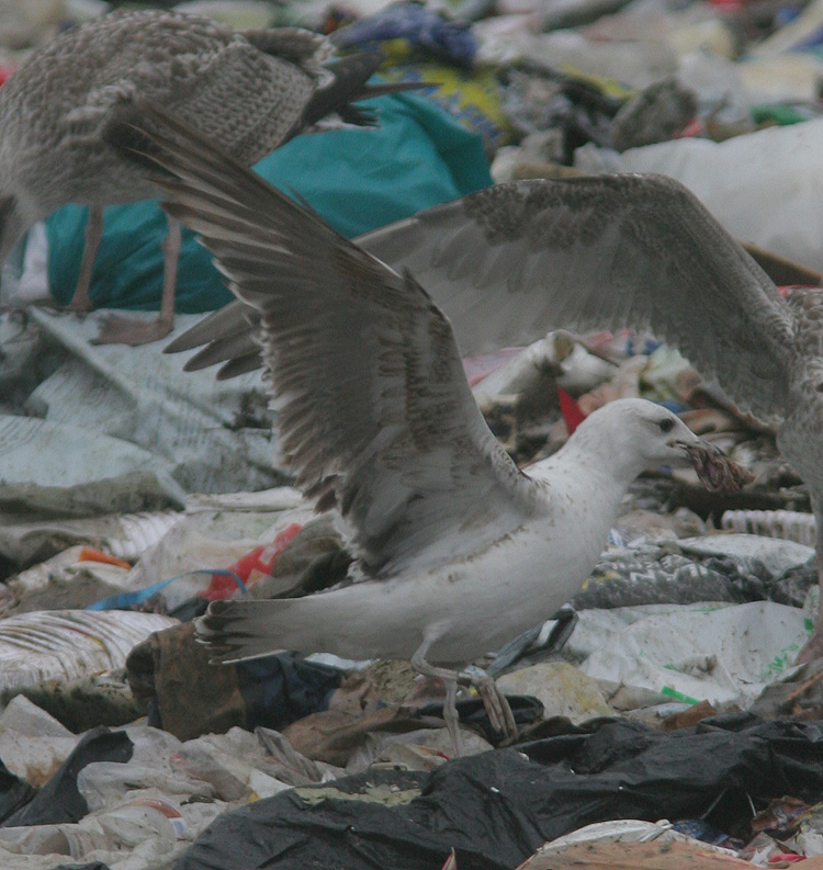 Larus fuscus