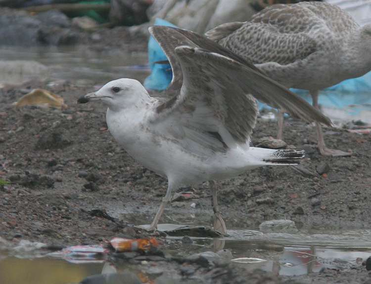 Larus fuscus