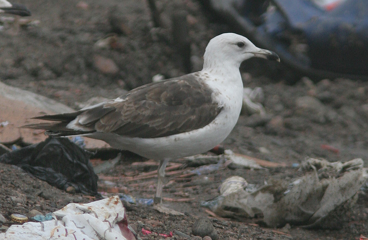 Larus fuscus